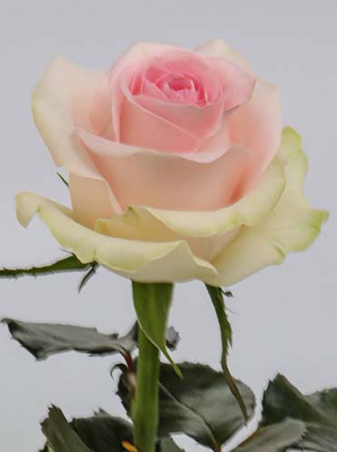 ROSE SWEET REVIVAL 60